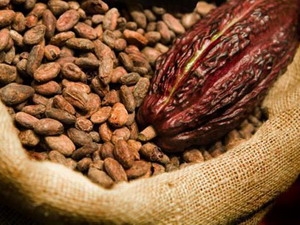 Bình Phước trồng cacao theo tiêu chuẩn quốc tế