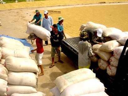 Agribank cho vay mua tạm trữ gạo lãi suất tối đa 11,5%/năm