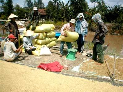 Giá gạo ở ĐBSCL tăng sau chương trình tạm trữ gạo