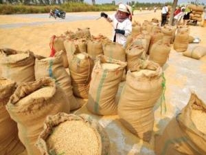 LienVietPostBank cho vay mua tạm trữ thóc gạo hè thu lãi suất 11,5%/năm