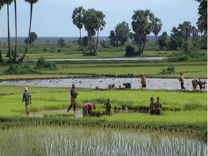 Trung Quốc đầu tư mạnh cho nông nghiệp Campuchia