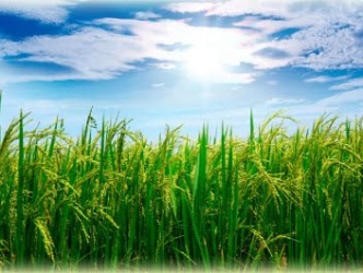 Ấn Độ tăng cường trồng lúa basmati do thiếu mưa