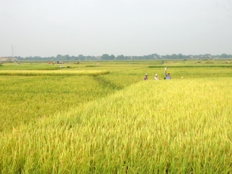 Indonesia sẽ đáp ứng đủ nhu cầu gạo trong nước