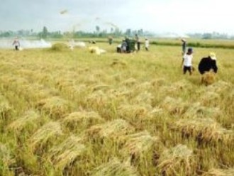 ĐBSCL đặt mục tiêu giữ vững xuất khẩu 6-7 triệu tấn gạo/năm