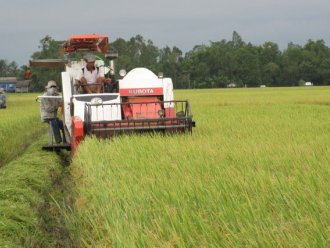Kế hoạch tăng sản lượng gạo Ấn Độ gặp khó do chi phí cao