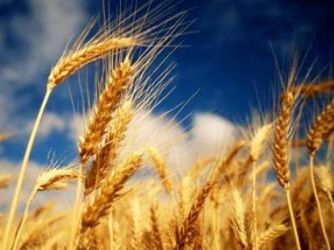 FAO: Chưa có nguy cơ tái diễn khủng hoảng lương thực