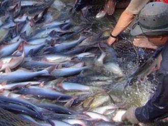 Tồn đọng 3.500 tấn cá tra thương phẩm tại tỉnh Tiền Giang