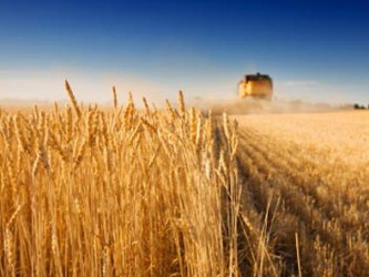 Nguồn cung xuất khẩu lúa mỳ tại Nga bị đe dọa do thời tiết xấu