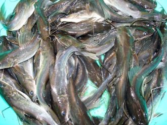 Giá cá tra giống tại Tiền Giang tăng đột biến