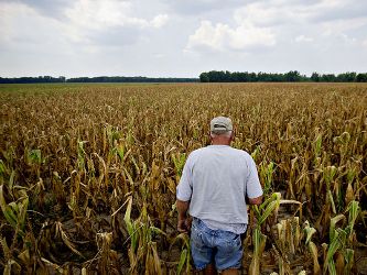 Giá nông sản lập kỷ lục mới khi thiệt hại do hạn hán Mỹ lan rộng