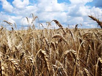 Sản lượng lúa mỳ toàn cầu có nguy cơ giảm mạnh