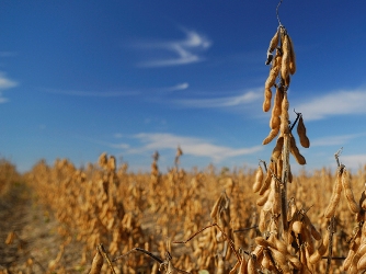 Giá đậu tương giảm gần 3% do mưa tại Mỹ