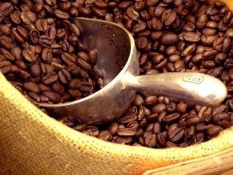 Sản lượng cà phê Việt Nam dự báo giảm 10% niên vụ 2012-2013