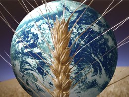 Dự trữ lương thực toàn cầu giảm năm thứ 3 liên tiếp do hạn hán