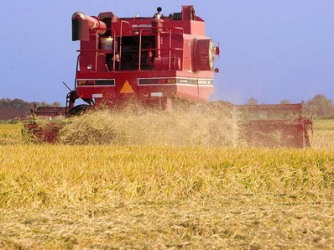 FAO: Giá lương thực toàn cầu tăng lần đầu trong 4 tháng
