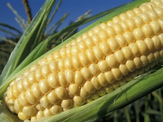 Giá nông sản tăng mạnh trước khi Bộ Nông nghiệp Mỹ ra báo cáo