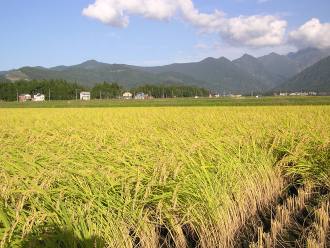 Sản lượng gạo toàn cầu dự báo giảm 1,9 triệu tấn niên vụ 2012-2013