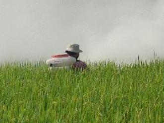 Diện tích trồng lúa Campuchia giảm hơn 30% do hạn hán