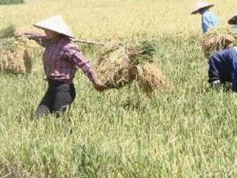 VFA: Việt Nam xuất khẩu hơn 4,5 triệu tấn gạo từ đầu năm