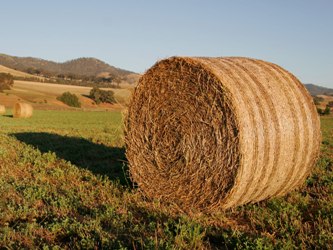 Cỏ khô thành nông sản chủ chốt của Mỹ do hạn hán