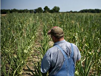 Giá nông sản Mỹ đồng loạt giảm
