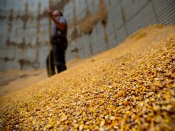 Sản lượng ngô thế giới niên vụ 2012-2013 dự báo giảm xuống 838 triệu tấn