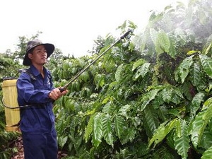 Việt Nam sẽ giảm diện tích trồng cà phê, tập trung vào chất lượng