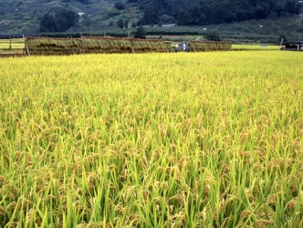 Philippines đặt mục tiêu sản lượng 20 triệu tấn lúa năm tới