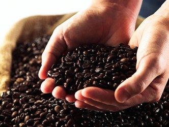 Giá cà phê trong nước giảm thêm 500 nghìn đồng/tấn