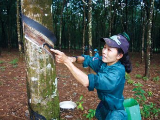 Giá cao su lên cao nhất 3 tuần