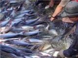 Người nuôi cá tra đang lỗ khoảng 1 - 2 nghìn đồng/kg