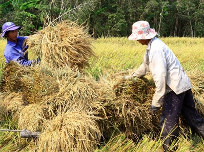 Đề xuất định kỳ tạm trữ lúa gạo