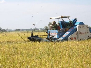 ADB muốn cắt giảm rào cản thương mại với lúa gạo