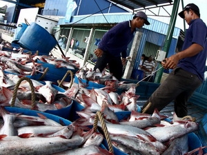 Lượng cá tra nguyên liệu sẽ thiếu hụt khoảng 30%