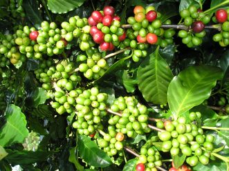 Giá cà phê trong nước phục hồi 200 nghìn đồng/tấn