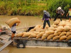 Kiểm soát chặt xuất khẩu gạo theo đường tiểu ngạch