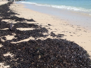 Dầu vón cục tràn vào vùng bờ biển đảo Phú Quý
