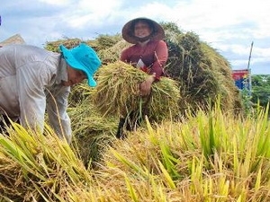 Sản lượng lúa các tỉnh phía Nam cả năm 2012 tăng 820.000 tấn