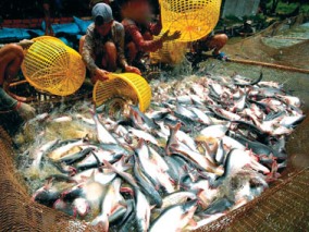 Giá cá tra nguyên liệu giảm mạnh nhất kể từ đầu năm