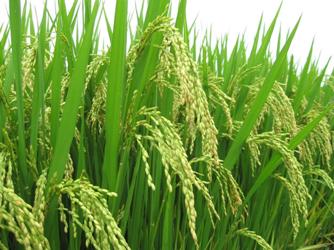 Kiên Giang tiếp tục dẫn đầu cả nước về sản lượng lúa