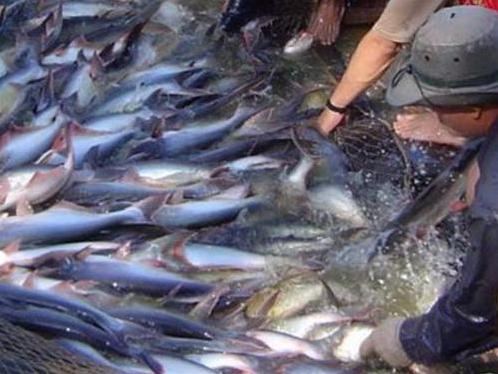Giá cá tra tại An Giang giảm 1.000 đồng/kg
