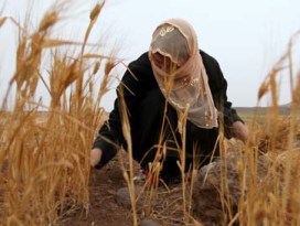 Các nước Ảrập đối mặt với khủng hoảng lương thực