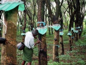 Việt Nam sẽ tham dự cuộc họp liên minh cao su ITRC