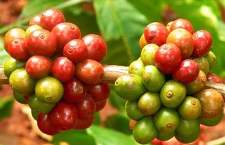 Giá cà phê trong nước giảm thêm 200 nghìn đồng/tấn