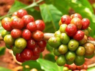 Giá cà phê trong nước giao dịch sát 41 triệu đồng/tấn