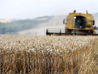 Ukraine sẽ cấm xuất khẩu lúa mỳ
