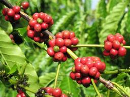Xuất khẩu cà phê 10 tháng tăng gần 33%
