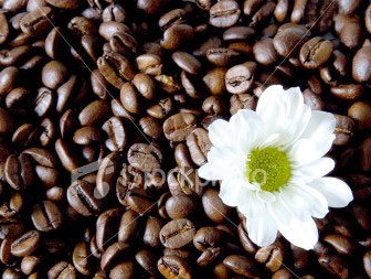 Giá cà phê trong nước giảm mạnh 1,2 triệu đồng/tấn