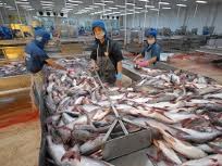 Nhiều hộ nuôi cá tra vẫn phải vay lãi suất trên 15%/năm