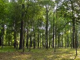 Lâm Đồng: Thu hồi nhiều dự án đầu tư liên quan đến rừng